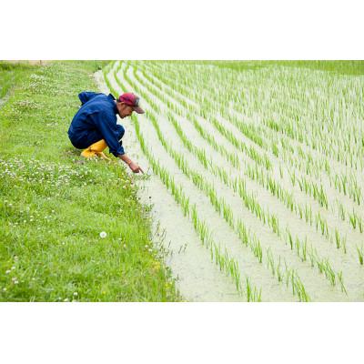 ふるさと納税 長浜市 【令和6年産】滋賀県長浜市　しっかり粒感!特別栽培”みずかがみ”5K玄米 |  | 02