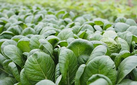 寒締め小松菜 約1kg 【イネ子の畑から】 新鮮 産地直送 サラダ おひたし おみそしる 旬 野菜 やさい こまつな  F6N-283