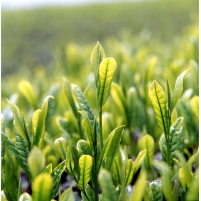 ふるさと納税 八女市 星野茶・飲み比べセット |  | 02