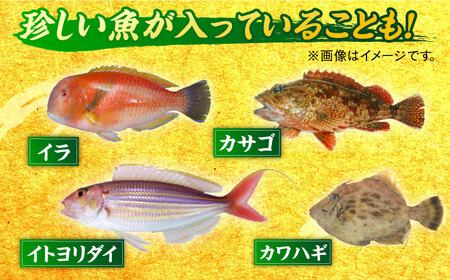 【3回定期便】朝獲れ！平戸地魚詰合せ定期便【平戸瀬戸市場協同組合】[KAA303]/ 長崎 平戸 魚介類 魚 鮮魚 内臓処理 下処理 旬魚 海鮮 定期便