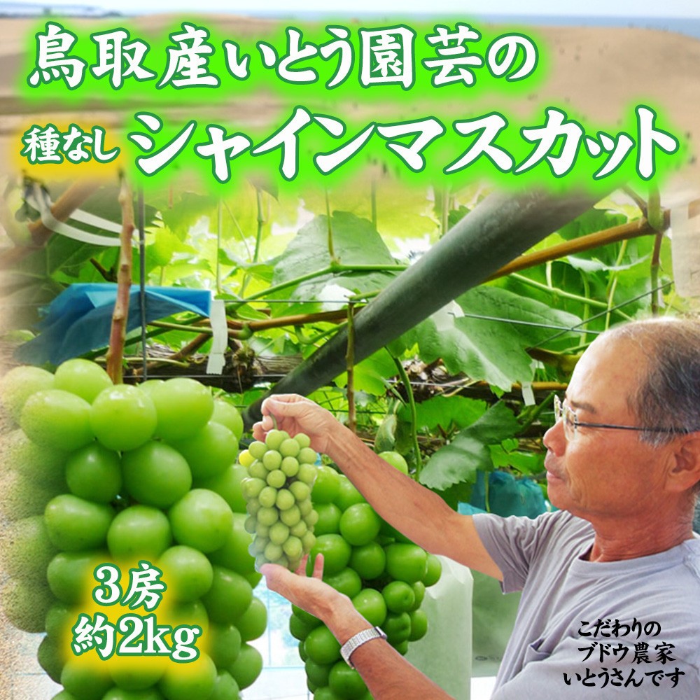 
                  農家直送 鳥取いとう園芸産 種なしシャインマスカット 3房で約2kg
                