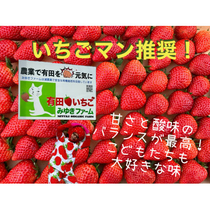＜予約受付＞【3回定期便】有田いちご 朝摘み完熟いちご4パックを毎月お届け！ (1月～3月の全3回) 240g×4パック【みゆきファーム】有機肥料にこだわった美味しいいちごです いちごさん F40-1