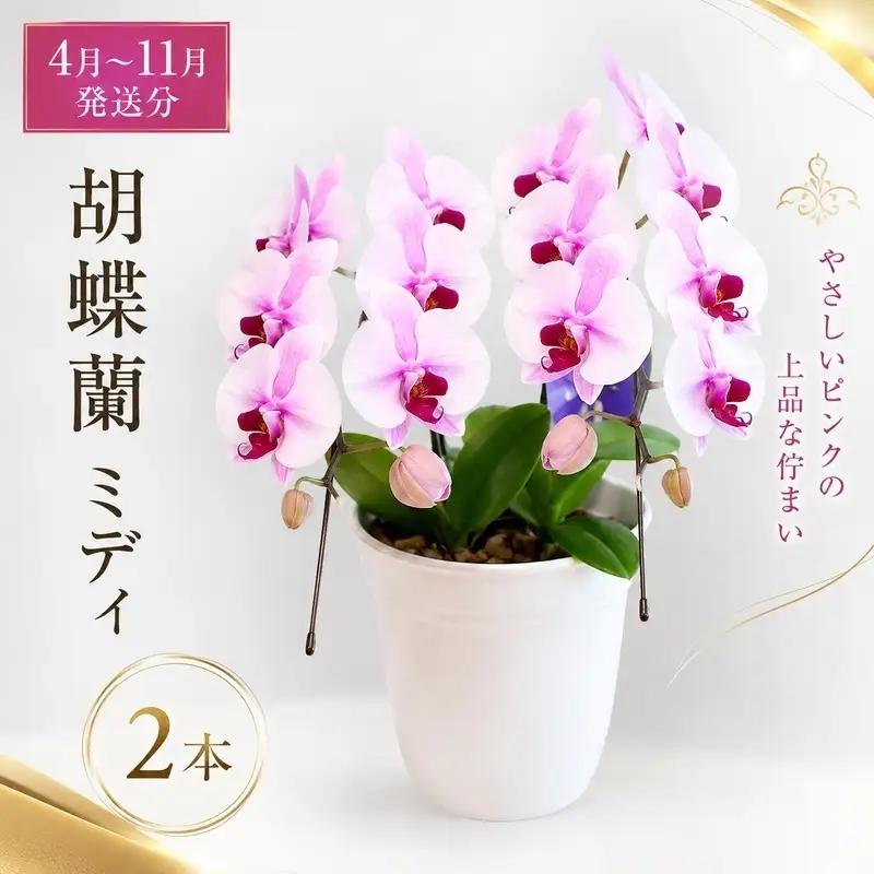 胡蝶蘭 ミディ 2本立 選べる花色 胡蝶蘭