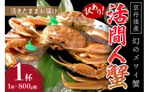 【訳あり！！幻のズワイ蟹】　京丹後産　活間人蟹　鮮度抜群、活きたままお届け！！ 800g級（足1本落ち）×1杯　YK00068