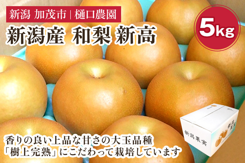 
            【2025年先行予約】和梨 新高 5kg（6～9玉）《10月上旬から順次発送》 果物 なし にいたか 梨 フルーツ 新鮮 ジューシー 産地 加茂市 樋口農園
          
