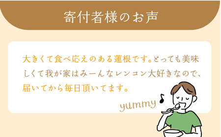 【年末発送】【先行予約】 れんこん（泥付き） 2kg  / れんこん レンコン 蓮根 れんこん レンコン れんこん れんこん れんこん [IAV004]