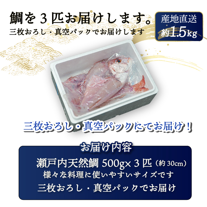 瀬戸内産 天然真鯛 約1.5kg（500g×3匹/）【12月〜発送/調理が楽ちん！三枚おろし・真空パックでお届け！】鯛 天然鯛 真鯛 天然 鮮魚 下処理済 三枚おろし 瀬戸内 広島県 三原市　1540