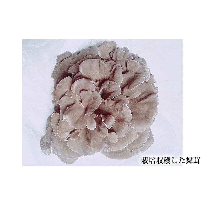 【ふるさと納税】あすかの恵　舞茸【原木菌（ほだ木）】4本セット 雑貨 日用品 　お届け：2026年6月15日～2026年6月30日