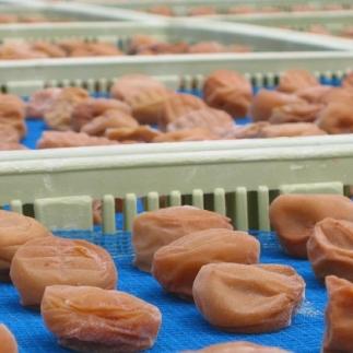 紀州南高梅 しそ風味梅干 500g ご家庭用 【US30】