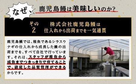 【6回定期】うなぎ 蒲焼 200g×2尾【鹿児島産】地下水で育てた絶品鰻