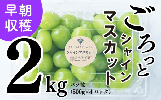 【2026年8月中旬頃から順次発送】シャインマスカット 2kg バラ粒 500g 4パック 小分け 新着 人気 愛媛県産シャインマスカット まつやましさんしゃいんますかっと マスカット しゃいんますかっと 大粒 シャインマスカット 愛媛県 松山市 えひめけんさんしゃいんますかっと ブドウ 松山市産シャインマスカット 贈答 期間限定 先行予約 ※8/20頃～発送予定 ナチュラルファームｅｎ