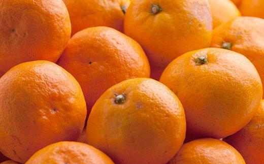 家庭用 有田みかん5kg+250g（傷み補償分）［2025年10月上旬から2026年1月下旬頃順次発送予定］［IKE247］