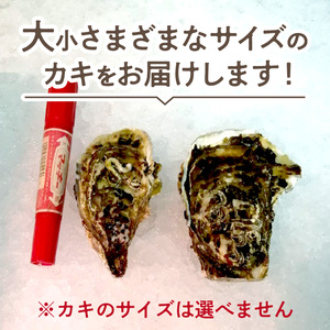 【カキナイフ付】海のミルクサロマ湖産殻付2年物カキ貝 10kg 80~100個入 ( 海鮮 魚介類 貝 お歳暮 お祝い BBQ )【031-0008-2023】