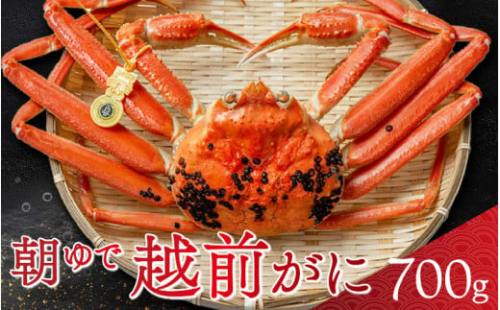 【先行予約／11月7日より順次発送】朝ゆで越前がに1杯　【700g】  【配送不可地域：北海道・沖縄・離島】  [BFAA001]