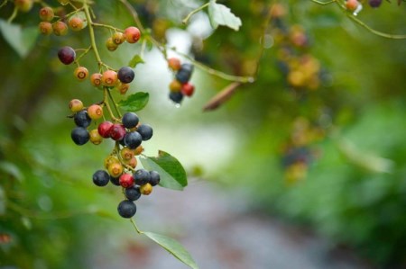 ニローネの里ブルーベリーゼリー ≪ブルーベリー ゼリー スイーツ お菓子 残暑 プレゼント ギフト プチギフト≫※着日指定送不可