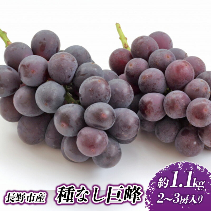 【ふるさと納税】種無し巨峰 約1.1kg 2～3房 長野市産 巨峰 種なし ぶどう 葡萄 ブドウ 果物 くだもの フルーツ 旬の果物 旬のフルーツ 季節の果物 季節のフルーツ 美味しい果物 種なし巨峰 長野県産 信州 長野 長野県 長野市　お届け：2025年9月上旬～11月中旬