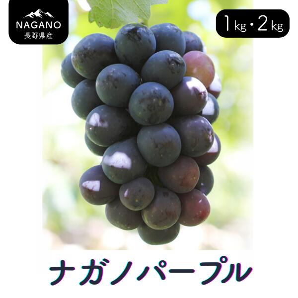 【ふるさと納税】ぶどう ナガノパープル （長野県産秀品） 約1キロ・ 約2キロ ／8月下旬～9月下旬頃 配送予定 // 種なし 皮ごと 葡萄 ブドウ ぶどう ナガノ パープル 南信州 長野県 オリジナル品種 稀少 ぶどう三姉妹 MS32 MS33