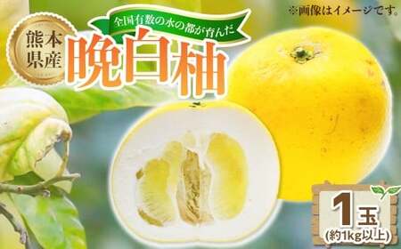 熊本県産晩白柚 1玉（約1kg）【2026年12月下旬発送開始】 熊本県産 国産 晩白柚 おやつ 果物 果実 フルーツ 1kg 1玉