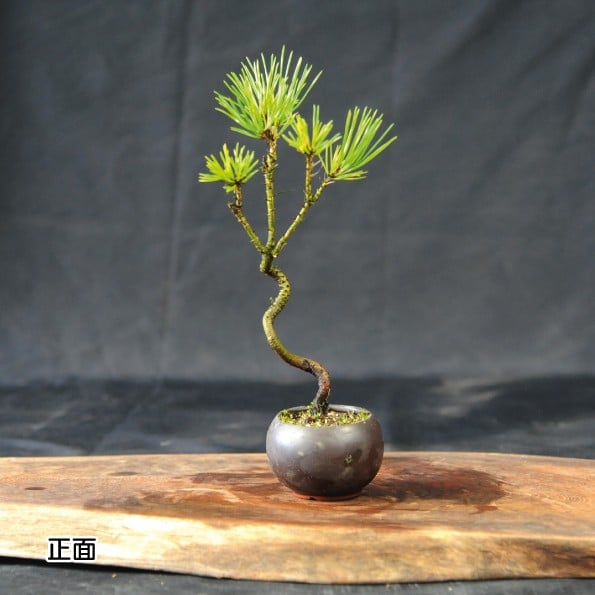 
            赤石の泉 黒松（鉢植え） S-19
          