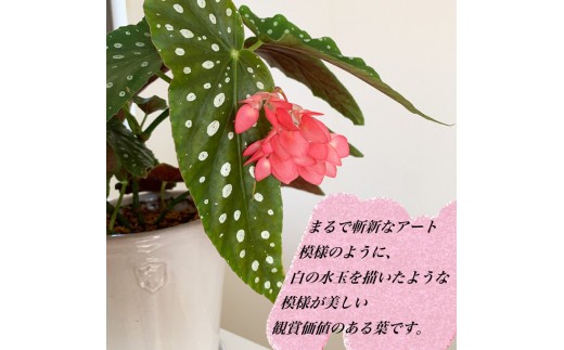 花郷園オリジナル品種。