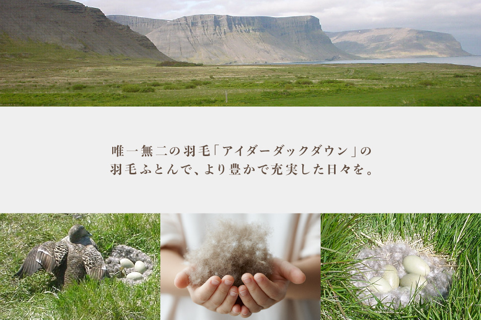 アイダー 羽毛布団 シングル 掛け ［ウォルター・ブルー］アイスランド アイダーダック ダウン95％ 【富士新幸 花巻工房】 【1593】