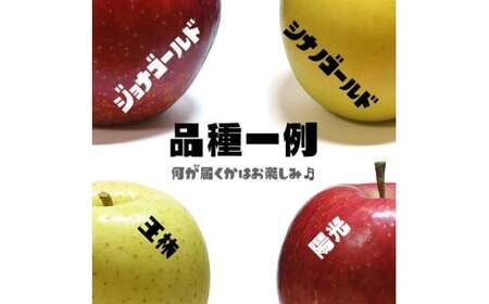 【100箱限定】 10月から発送 米崎りんご 2品種以上食べ比べBOX 5kg りんご