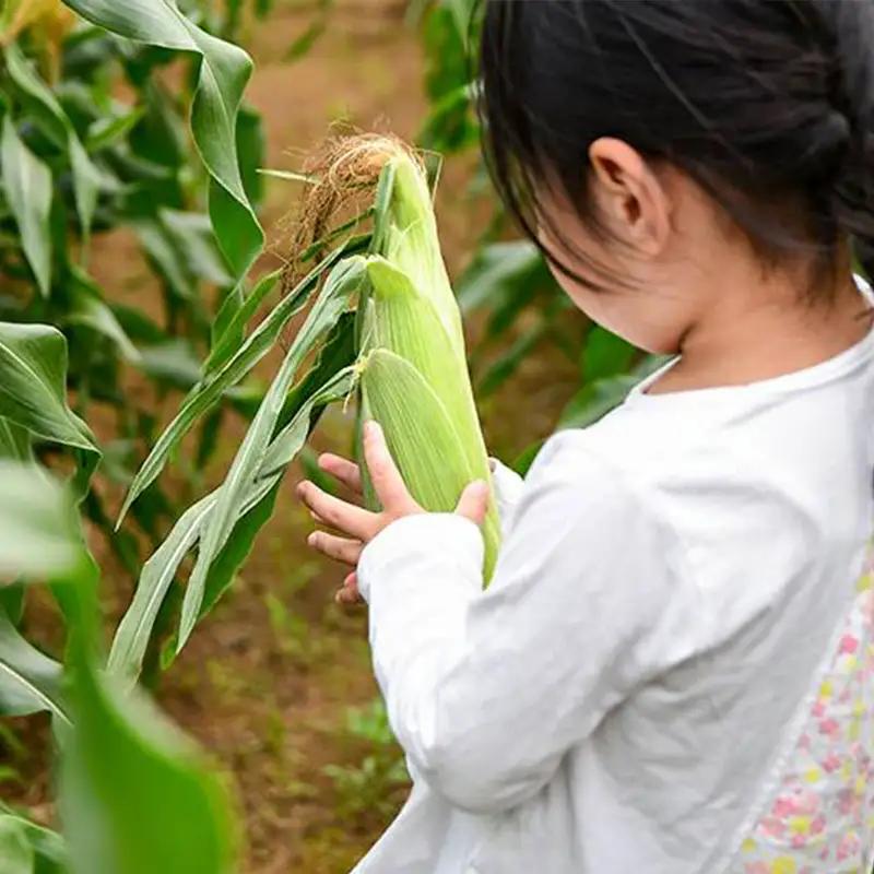 【5ヶ月定期便】西都市旬の特産詰め合わせセット 野菜・マンゴー・スイートコーン等＜32-5a＞野菜 フルーツ