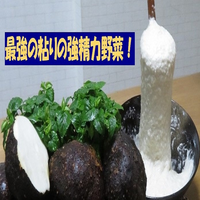 【芋家なか吉】丹波山の芋 わけあり 3キロ ［ 京都 山の芋専門店 職人 とろろ 芋 いも イモ 野菜 3kg 不揃い 事業者応援品 応援 人気 おすすめ お取り寄せ 通販 送料無料 ふるさと納税 ］