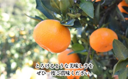 【数量限定】越冬完熟 原口 みかん 約5kg 完熟ミカン ミカン 柑橘 果物  フルーツ【長崎ぶんたんの会】 [OAF010]