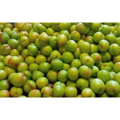 ふるさと納税 田辺市 先行予約 すもも(大石)1.8kg(450g×4P) ※5月下旬〜順次発送予定【mtm006-2】 |  | 02