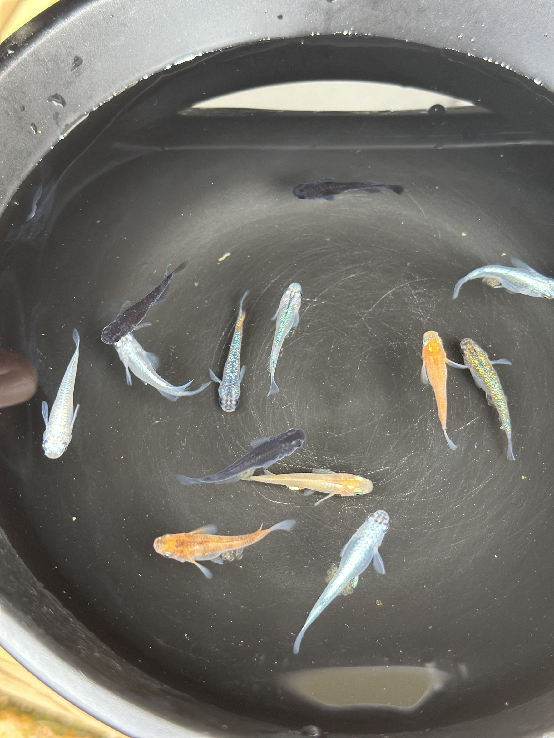 めだか 飼育 セット 人気の改良めだか３〜５種類（１０匹）と産卵床,水草のセット。 死着保証 ／ aju succulent 観賞魚 淡水魚 魚 ペット 生き物 奈良県 葛城市