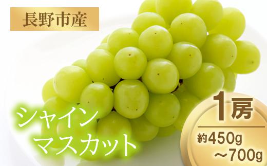 
            J1012 長野市産シャインマスカット1房（約450g～700g）【2025年9月下旬頃より順次発送】
          