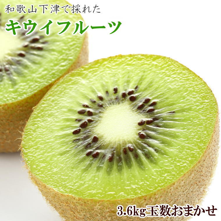 【ふるさと納税】 和歌山の下津で採れたキウイフルーツ約3.6kg（玉数おまかせ・秀品）※2026年1月中旬～2026年3月上旬頃に発送発送予定（お届け日指定不可）