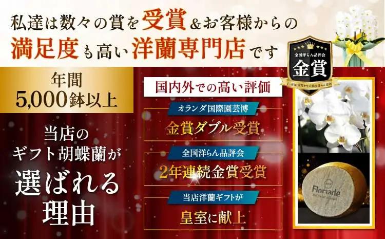 洋蘭 洋蘭ギフトL 鉢花 （高さ60～80cm） 蘭 胡蝶蘭 【森水木のラン屋さん】