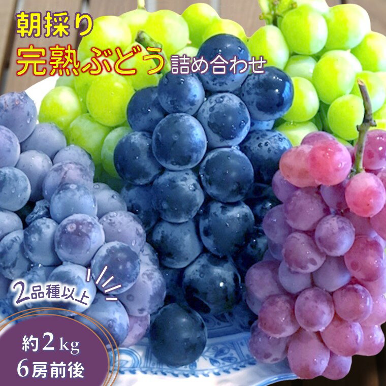 【ふるさと納税】【今夏収穫分】ぶどう詰め合わせ 2kg 予約受付 ハニービーナス オリンピア シナノスマイル 巨峰 など おまかせ 完熟 露地栽培 食べ比べ フルーツ 果物 甘い 美味しい 新鮮 採れたて 露地栽培 予約 糖度 おすすめ