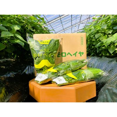 ふるさと納税 唐津市 佐賀県産ハウスモロヘイヤ　3kg(100g×10袋×3箱)