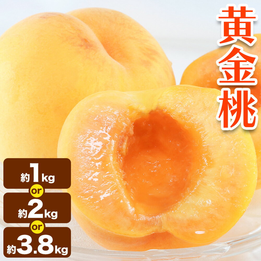 【ふるさと納税】黄金桃 選べる 約1kg 約2kg 約3.8kg【配送不可地域あり】 花田青果株式会社《8月下旬-9月中旬頃出荷》岡山県 浅口市 黄桃 桃 もも 旬 フルーツ 果物