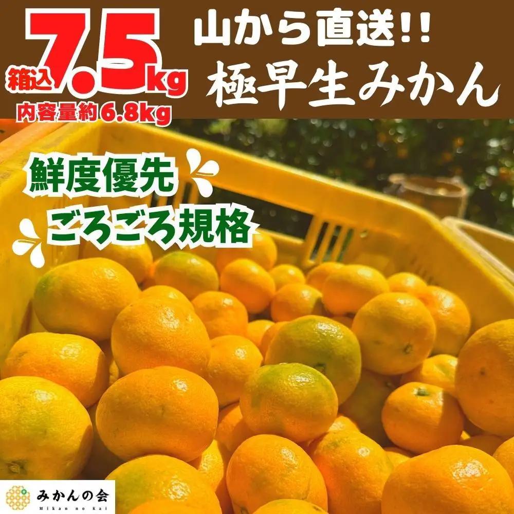 みかん 極早生 山から直送 箱込 7.5kg (内容量約 6.8kg) 採れたてそのままごろごろ規格 有田みかん 和歌山県産 【みかんの会】
