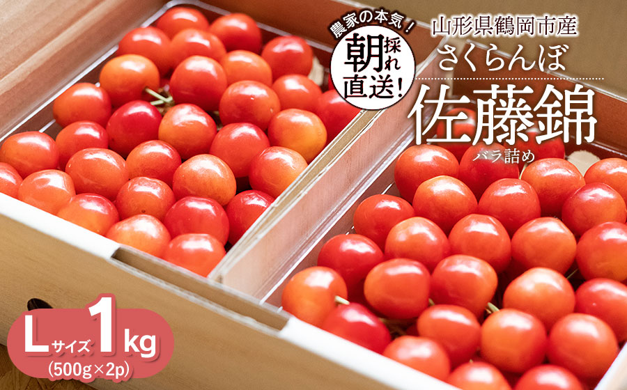 【令和8年産先行予約】さくらんぼ 佐藤錦 Lサイズ バラ詰め 1kg(500g×2P) 鶴岡市産　大膳農園