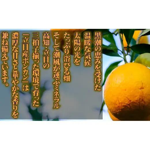 【 早期予約受付開始 】 立目産 ポンカン 10 kg 贈答用 2027年1月 下旬より順次発送 高知 須崎 KHN004