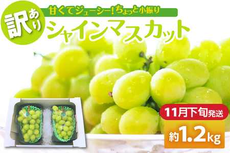 【2025年11月下旬発送】 【訳あり】 シャインマスカット 1.2kg 家庭用 青森