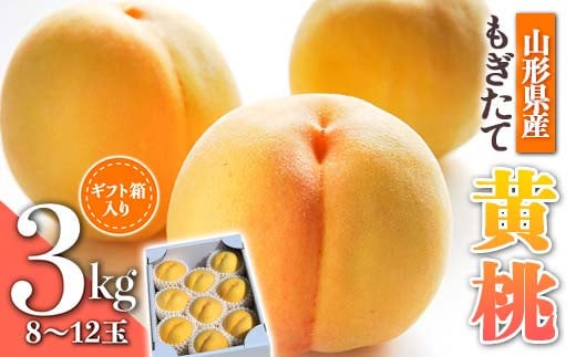 【先行受付 令和8年度発送】山形もぎたて黄桃約3kg ギフト箱入り  もも モモ 桃 デザート フルーツ 果物 くだもの 果実 食品 山形県 FSY-2536