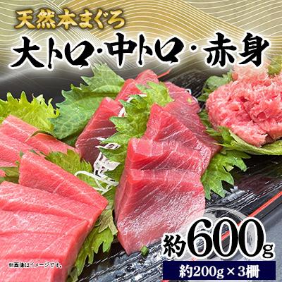 ふるさと納税 横須賀市 天然 本まぐろ 大トロ・中トロ・赤身(約200g×3柵)約600g 冷凍