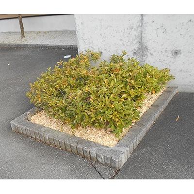 ふるさと納税 南木曽町 長野県木曽産　木曽ひのきウッドチップ　50L |  | 03
