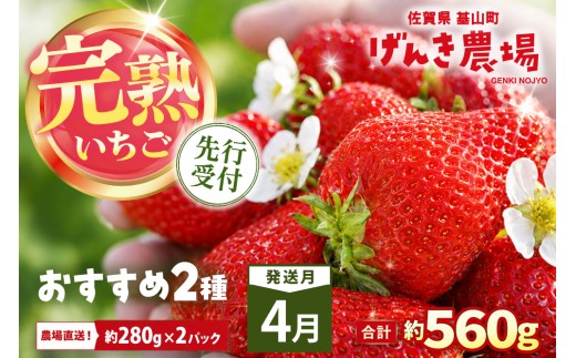 【2027年4月発送】【先行予約】【農場直送！】いちご2品種食べ比べ(約280g×2P)【ふるさと納税 佐賀県 基山町産 げんき農場 苺 ブランド苺 イチゴ いちご フルーツ 果物 くだもの 美味しい おいしい 甘い ストロベリー 産地直送 朝採れ 完熟果 KBCテレビ「ふるさとwish」で紹介されました】K100111