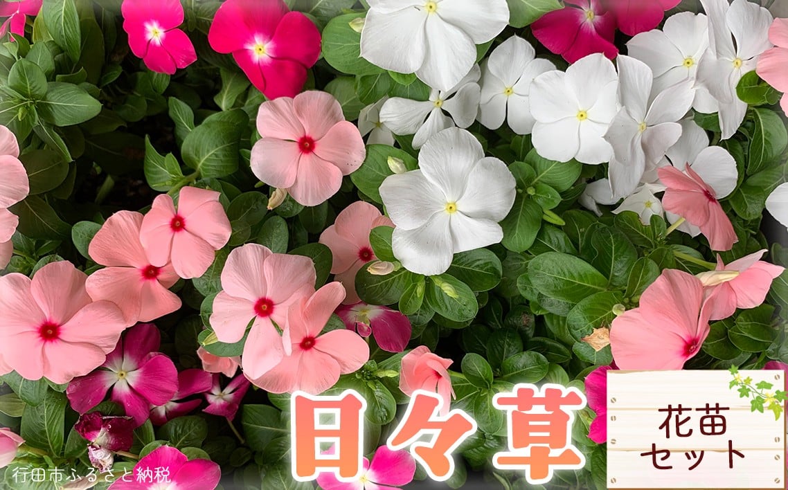 
                  日々草　花苗セット ／ 日々草 花苗 庭 ベランダ 観賞用 花植え MIX 鉢植え 手引き付き 初心者向け 彩り 植物 育て方 おうちガーデン お花 ガーデニング 鑑賞 埼玉県 No.023
                