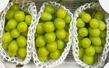厳選！大粒で大房のシャインマスカット 秀品 2～3房入り（約1.6kg～2.1kg）[後半]【令和8年産先行予約】FS24-667 くだもの 果物 フルーツ 山形 山形県 山形市 2026年産