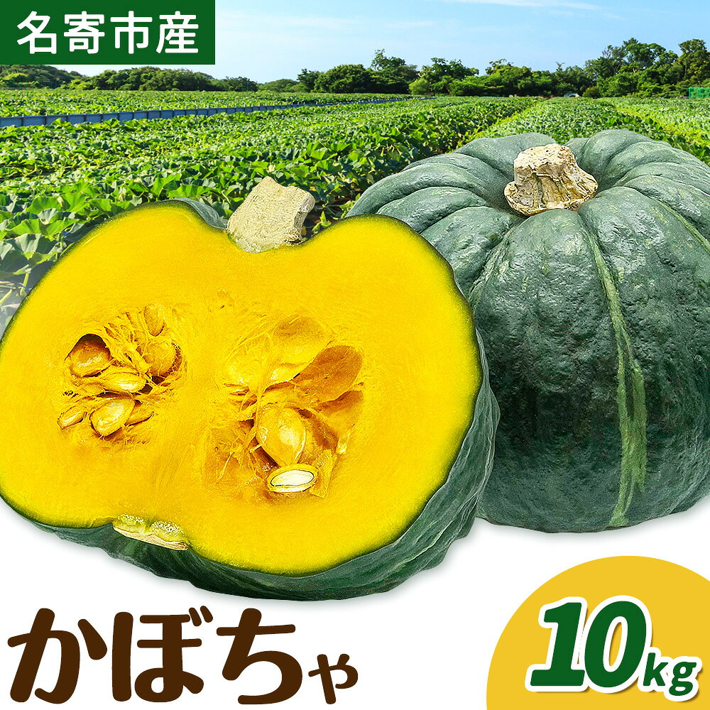 【ふるさと納税】かぼちゃ 黄金かぼちゃ 10kg (5-6玉) 北海道 名寄市産 南瓜 カボチャ 栗かぼちゃ パンプキン ホクホク 完熟 甘い 旬 野菜 産地直送 お取り寄せ グルメ ギフト 贈り物 プレゼント 備蓄 保存食 生活応援 先行予約 送料無料 《2026年10月上旬-10月下旬出荷》