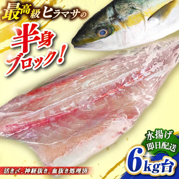 【ふるさと納税】壱岐島産天然ヒラマサ（6キロ台・半身ブロック） 《壱岐市》【壱岐島　玄海屋】[JBS087] ヒラマサ 魚 刺身 煮物 カルパッチョ お寿司 49000 49000円 のし プレゼント ギフト 冷蔵配送