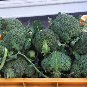 【先行予約：令和8年1月上旬以降順次発送予定】朝採り 土佐のブロッコリー 大玉6個 1.5~1.8kg 農家のオススメ専用レシピ付き やさい 野菜 栄養 タンパク質 健康 ビタミンC おかず お弁当 
